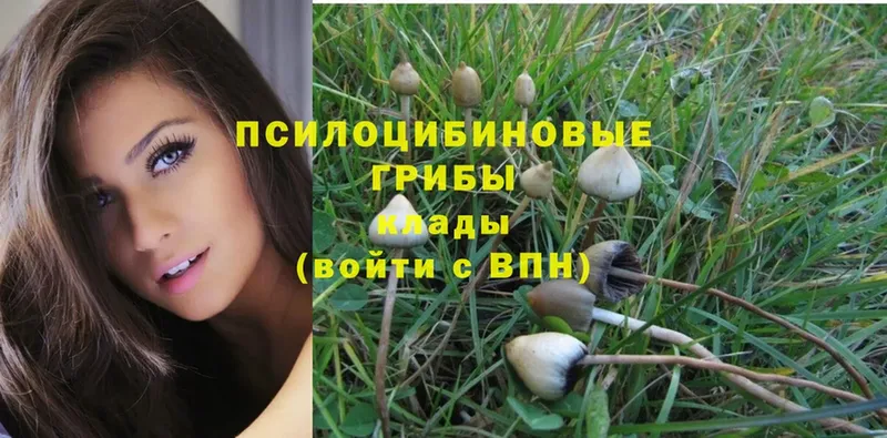 наркота  Лабинск  Галлюциногенные грибы Psilocybine cubensis 